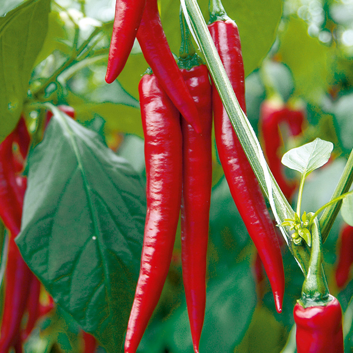 How to Grow Chillies Grow Your Own Chillies