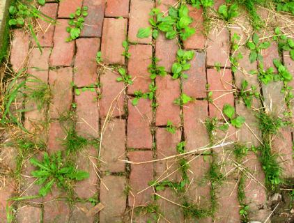 how-to-kill-weeds-a-path