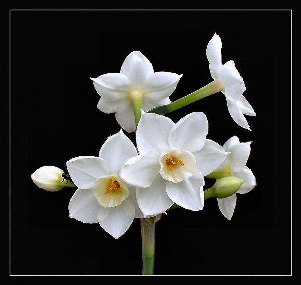 Paperwhite Narcissus