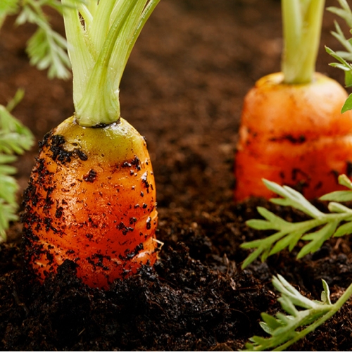 What is Vegetable Compost