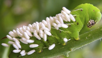 biological-controls-for-pests