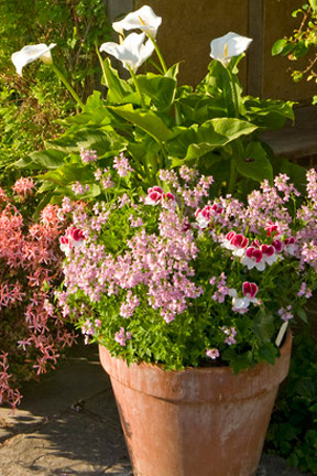 container-pot-planters