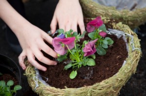 winter hanging baskets