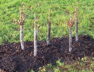 hedge-planting