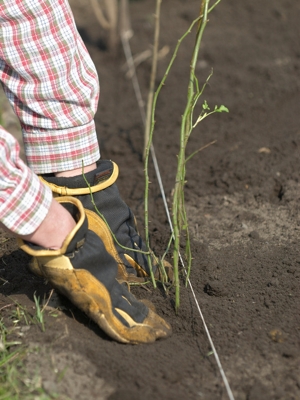 how-to-plant-hedges