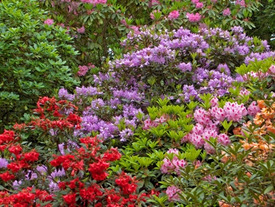 rhododendrons-azaleas