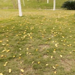 top-dressing-tired-lawn