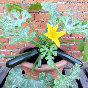 Growing Vegetables in Containers &amp; Pots - How To Guide