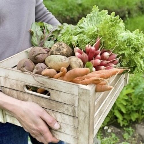 vegetable gardening