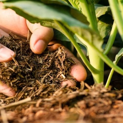 Farm yard Manure