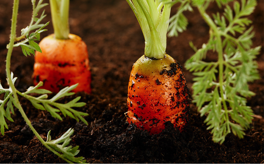 Organic Vegetable Compost